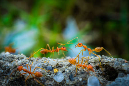 weaver ants in the forest green backgroundの写真素材