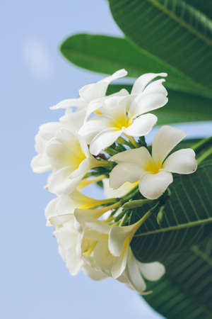 white , pink and yellow Plumeria spp. (frangipani flowers, Frangipani, Pagoda tree or Temple tree)の写真素材