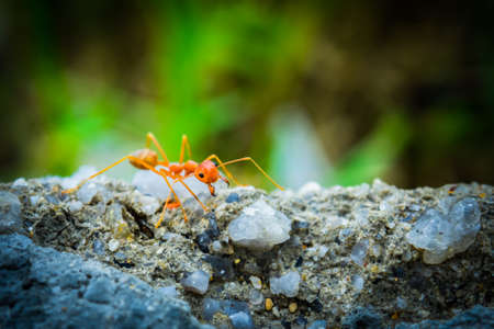 weaver ants in the forest green backgroundの写真素材