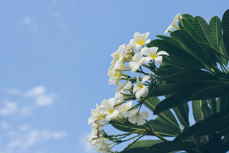 white , pink and yellow Plumeria spp. (frangipani flowers, Frangipani, Pagoda tree or Temple tree)の写真素材