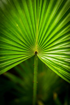 green leaf background textureの写真素材