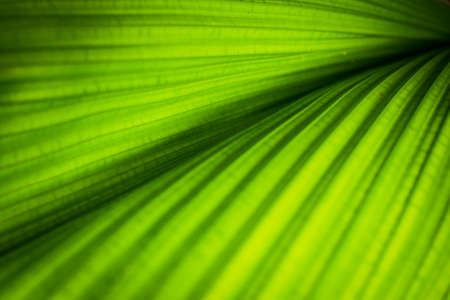 green leaf background textureの写真素材