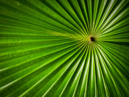 green leaf background textureの写真素材