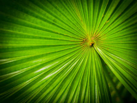 green leaf background textureの写真素材
