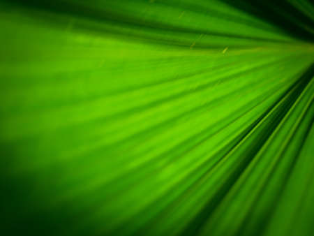 green leaf background textureの写真素材