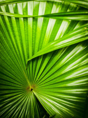 green leaf background textureの写真素材