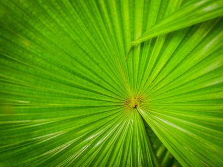 green leaf background textureの写真素材
