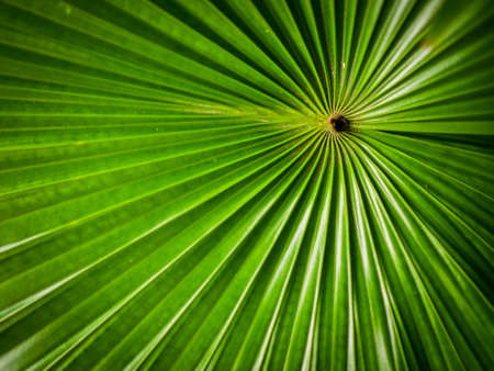 green leaf background textureの写真素材