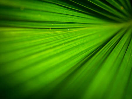 green leaf background textureの写真素材