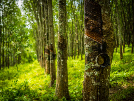 row of para rubber treeの写真素材