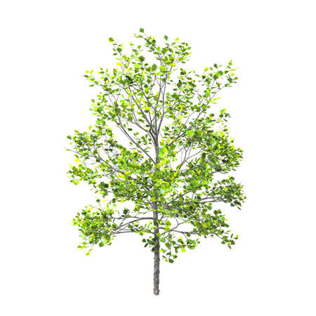 tree isolated white backgroundの写真素材
