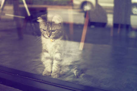 cute cat in vintage color toneの写真素材