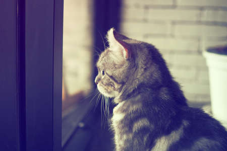 cute cat in vintage color toneの写真素材