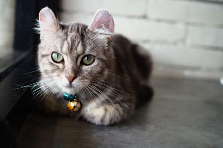 cute cat in vintage color toneの写真素材