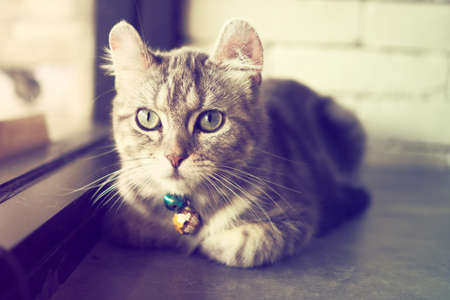 cute cat in vintage color toneの写真素材