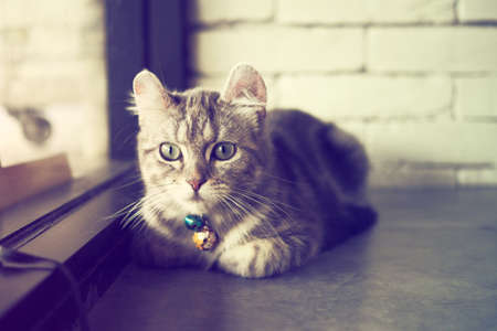 cute cat in vintage color toneの写真素材