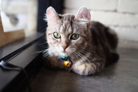 cute cat in vintage color toneの写真素材