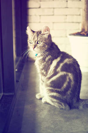 cute cat in vintage color toneの写真素材