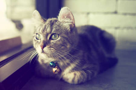 cute cat in vintage color toneの写真素材