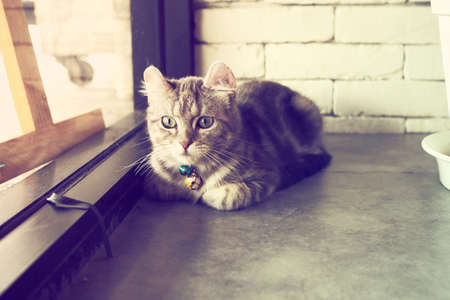 cute cat in vintage color toneの写真素材