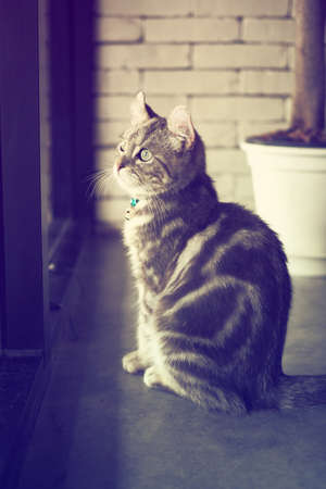 cute cat in vintage color toneの写真素材