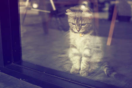 cute cat in vintage color toneの写真素材