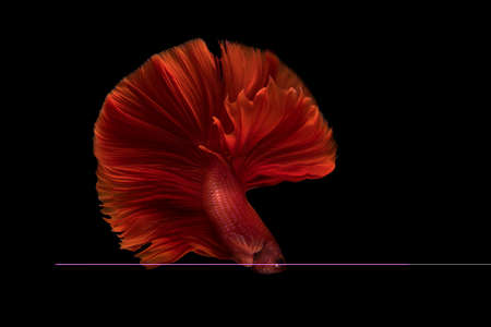Siamese betta fish movement on black backgroundの写真素材