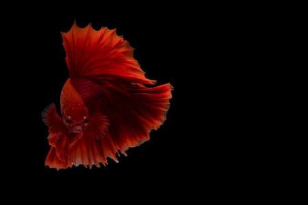 Siamese betta fish movement on black backgroundの写真素材