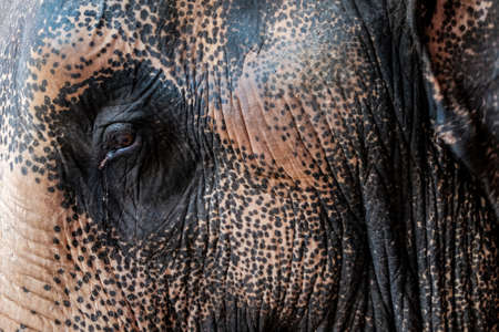 Thai elephantの写真素材