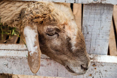 Thai goat focus on goat's headの写真素材