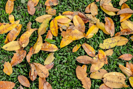 dry leaf background with colorfulの写真素材