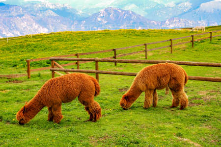 Two brown llamas eating grass on a background of mountains.の写真素材