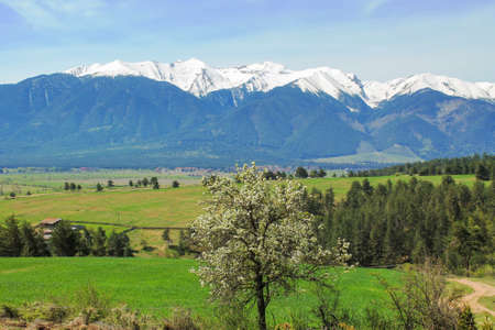 Pirin snow peaks mountains panorama and flowering tree in spring. Bansko, Razlog Bulgariaの写真素材