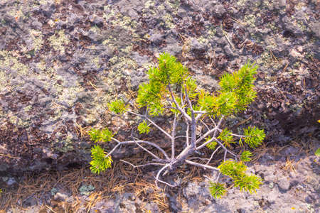 Unusual rocks in the mountains. Pine growing from stone. Altai region, Russia.の写真素材