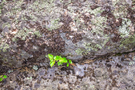 Unusual rocks in the mountains. Birch tree growing from stone. Altai region, Russia.の写真素材