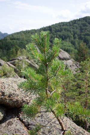 Unusual rocks in the mountains. Pine growing from stone. Altai region, Russia.の写真素材