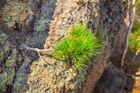 Unusual rocks in the mountains. Pine growing from stone. Altai region, Russia.