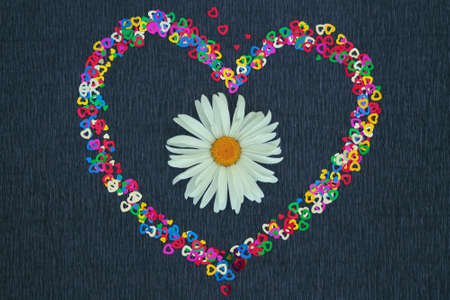 Chamomile close-up on a black background with small hearts, one flower.の写真素材