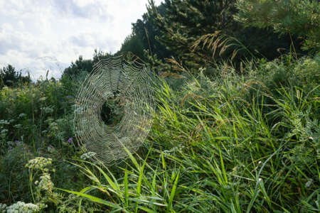 Spider web on grass in the fieldの写真素材