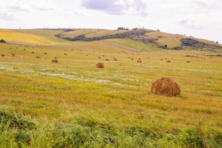 View of a field with sheaves on a background of mountains. Rural landscape. Altai region.の写真素材