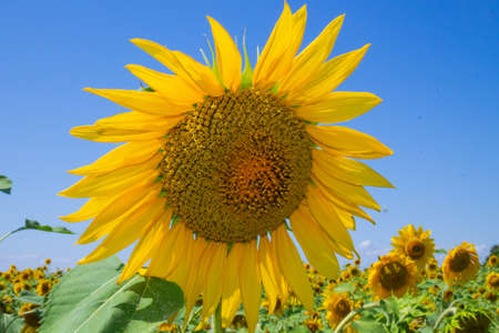 single sunflower on a blue sky background.の写真素材