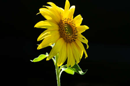 A single sunflower isolated on a black background.の写真素材