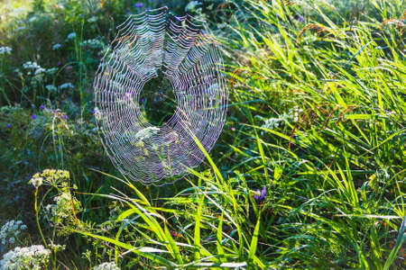 Spider web on grass in the fieldの写真素材