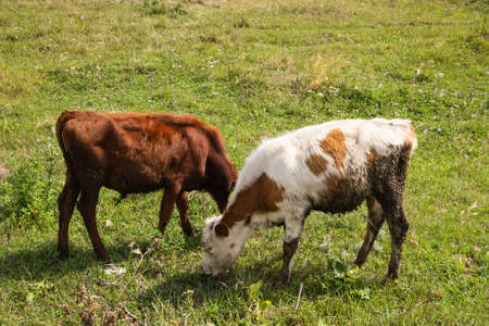 calves eat fresh green grass on a countryside fieldの写真素材