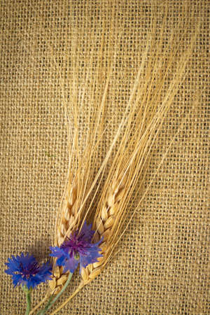 Floral flat lay design,cornflowers and rye on a canvas background, space for textの写真素材