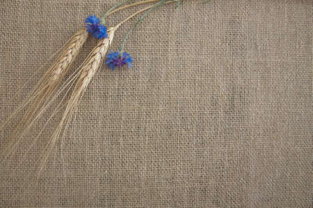 Floral flat lay design,cornflowers and rye on a canvas background,copy space for textの写真素材