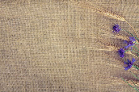 Floral flat lay design,cornflowers and rye on a canvas background,copy space for textの写真素材