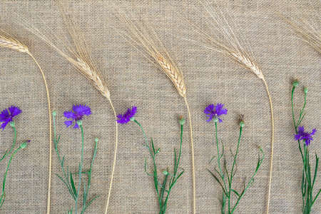 Floral flat lay design,cornflowers and rye on a canvas background,copy space for textの写真素材