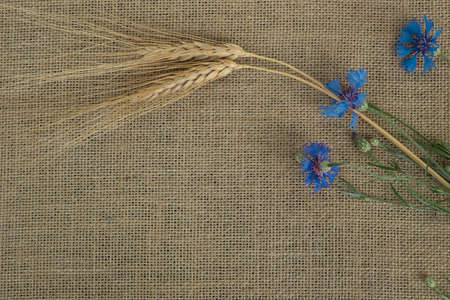 Floral flat lay design,cornflowers and rye on a canvas background,copy space for textの写真素材