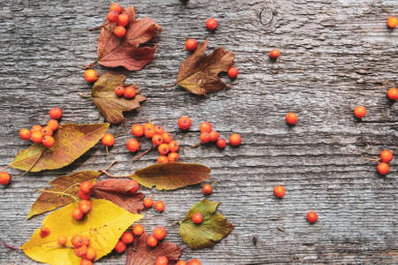 Autumn pattern of ashberry and fallen leaves on old wooden backgroundの写真素材